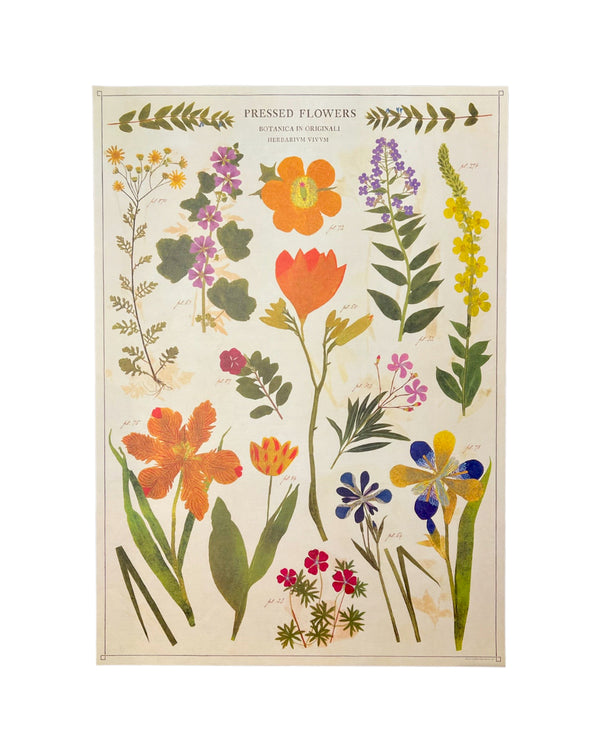 Vintage Pressed Flowers Poster