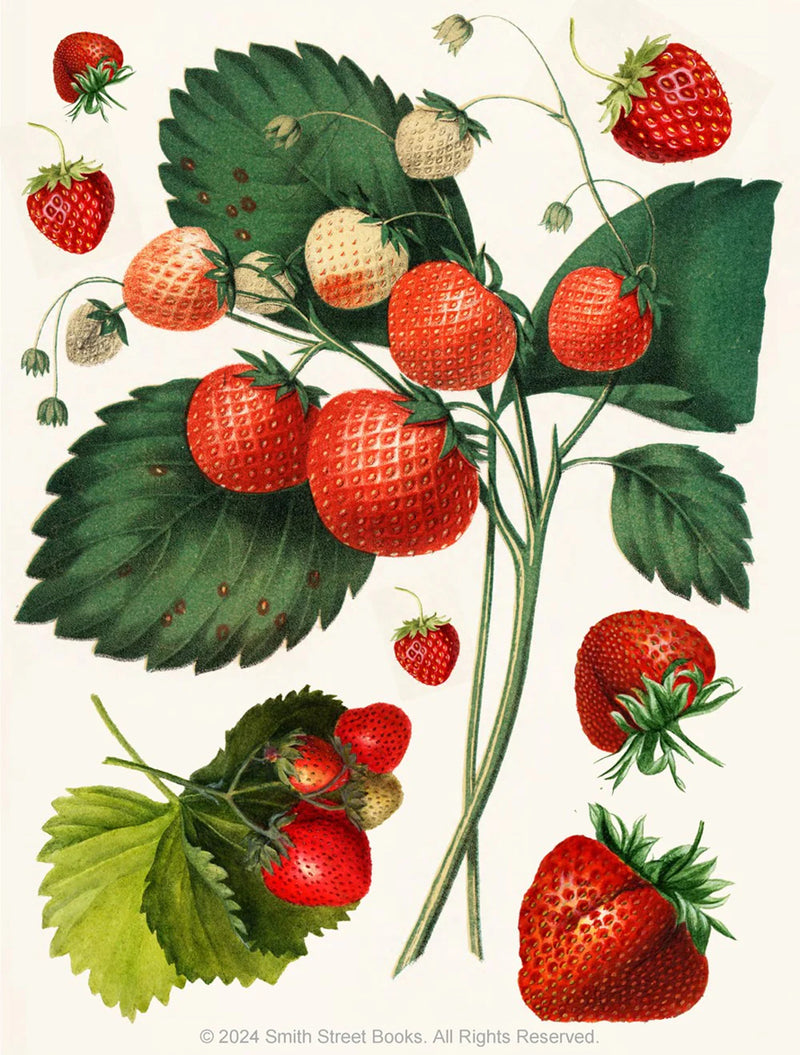 Cut-out-Curiosities Botanica