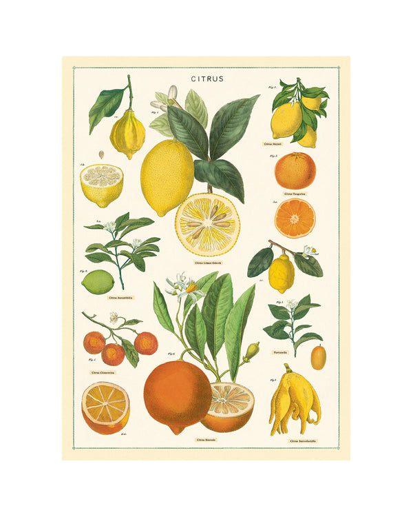 Vintage Citrus Poster