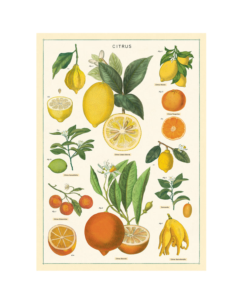 Vintage Citrus Poster