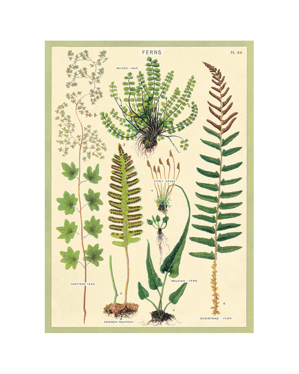 Vintage Ferns Poster