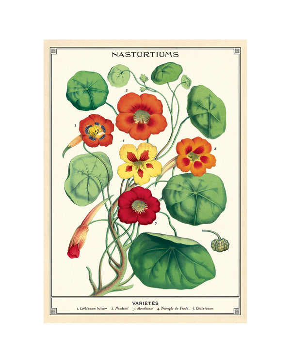 Vintage Nasturtiums Poster