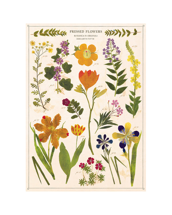 Vintage Pressed Flowers Poster