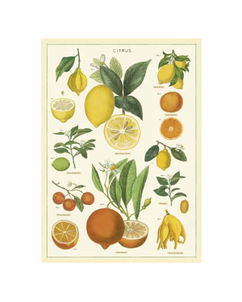 Vintage Citrus Poster